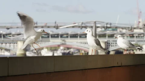 4K Three seagulls on a ledge Stock-Footage 55887150