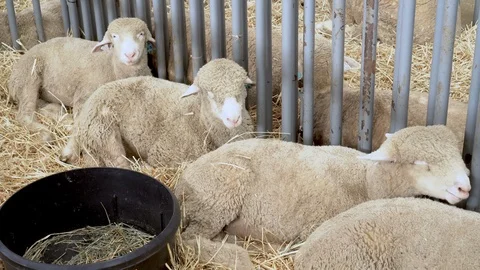 4K three sheep lying down in a stall at the county fair Stock Footage 95871573