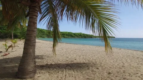 4K Through the Palm Tree Stock Footage 63473040