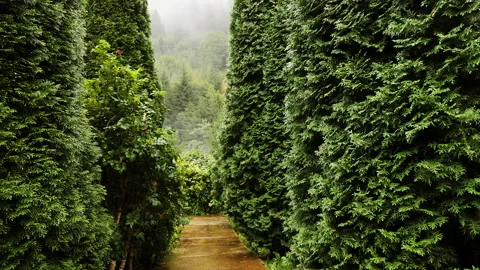 4K Thuja Tree With Rain Background. 動画素材 208476903