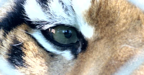 4K Tiger Eyes Stock Footage