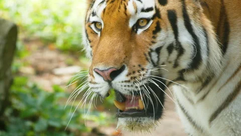 4K - Tiger tracks down prey. Close-up Stock Footage 159301462
