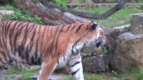 4k Tiger walking between ruins and disappears behind bush Stock Footage 41696583