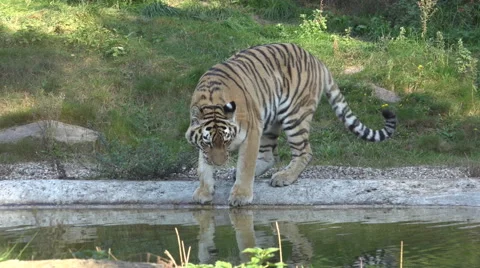 4k Tiger walking into pool and shaking paws in sunny grassy landscape Stock Footage 68991589