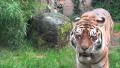 4k Tigers walking relaxed between ruins towards camera at a rainy day 4k or 4k+ Resolution