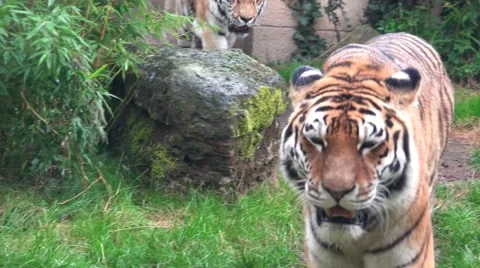 4k Tigers walking relaxed between ruins towards camera at a rainy day Stock Footage 41696208