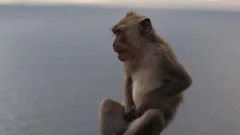 4K tight close up of a long-tailed macaque monkey with ocean background 스톡 동영상 337088156