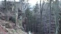 4k Tilt up big rocks forest in mountain range Harz 4k or 4k+ Resolution