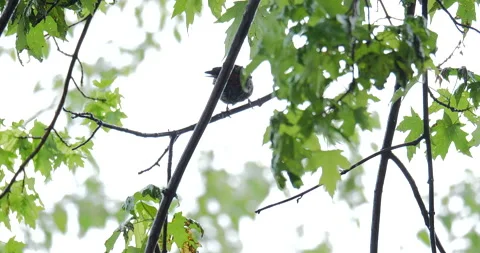 4K TILT UP TO BIRD IN TREE IN THE RAIN Stock Footage 131128029