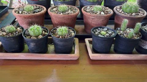 4k tilt up cactus in a pot . Stock Footage 203866656