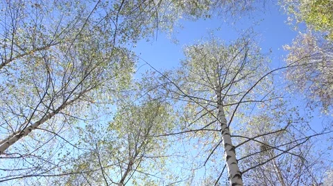 4K Tilt down forest tree panorama spring sunny day sun silhouette bright light  Stock-Footage 54804628