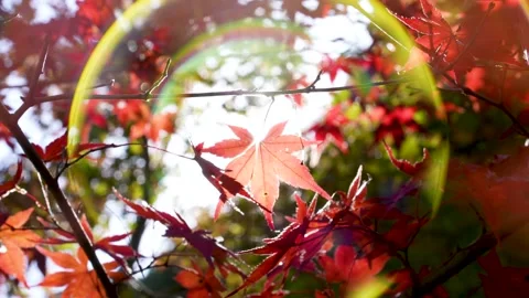4K tilt-down image of autumn foliage showing backlit, soap bubble-like flares. Stock Footage 279631607