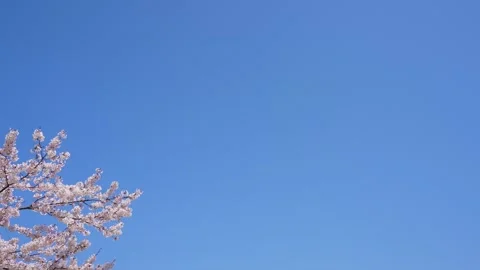 4K tilt down slow motion video of cherry blossoms falling. Stock Footage 260520084