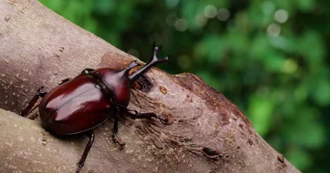 4K tilt-down video of a beetle licking sap. Stock Footage 179835664