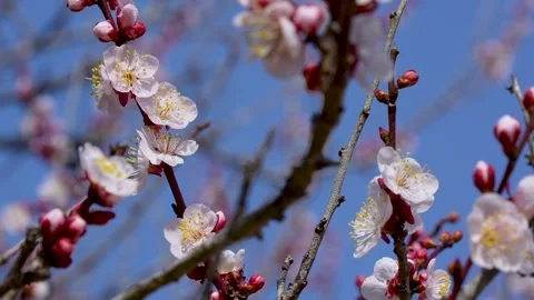 4K Tilt-down video of pink plum blossoms. Stock Footage 255106433