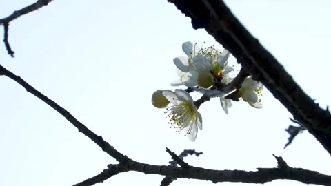 4K Tilt-down video of white plum blossoms. Stock Footage 255019948