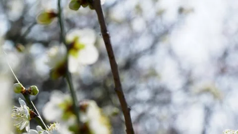 4K Tilt-down video of white plum blossoms. Stock Footage 256868841