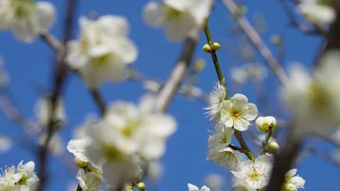 4K Tilt-down video of white plum blossoms. Stock Footage 284705444