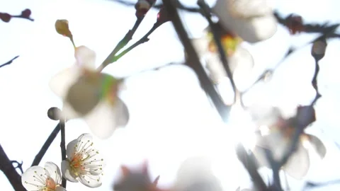 4K Tilt-down video of white plum blossoms. Video stock 284705768