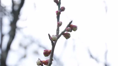 4K Tilt-down video of white plum blossoms. Stock Footage 287146239