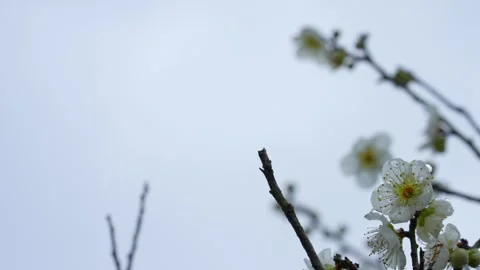 4K Tilt-down video of white plum blossoms. 스톡 동영상 287148712