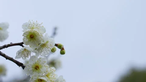 4K Tilt-down video of white plum blossoms. Video stock 293670597