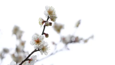 4K Tilt-down video of white plum blossoms.This flower is called Stock Footage 324286222