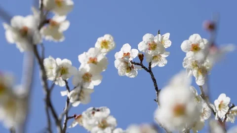4K Tilt-down video of white plum blossoms.This flower is called Stock Footage 325008326
