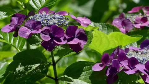 4K tilt-up footage of hydrangea in bloom. Stock Footage 330150852