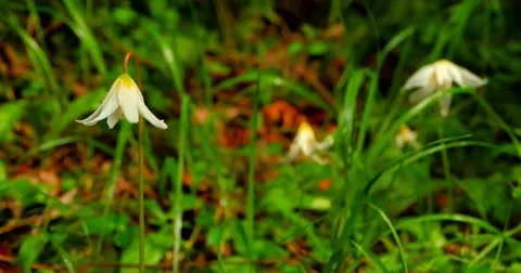 4k Tilt Up Medium Wide Angle Shot of White Fawn Lily, Erythronium Oregonum Stock Footage 49086990