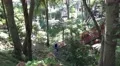 4k Tilt shot tropic garden Madeira trees and sunlight glimmer 4k or 4k+ Resolution