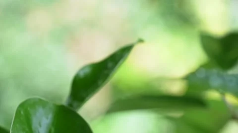 4K tilt-up video of tree frogs on grass. Stock Footage 201332560