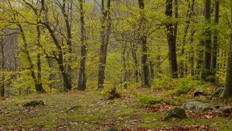 4k Time Laps Forest Before the Storm. Stock Footage 119265896
