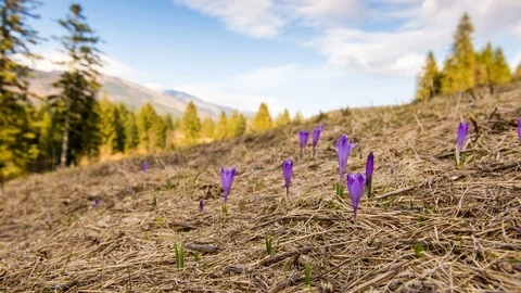 4K Time Lapse Of Alpine Crocus Blossom On The Mountain Stock Footage 121306579