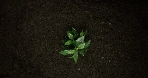 4K Time Lapse Of A Amazing Leaf Plant  Growing From An Over Shot View Vidéo 123922772