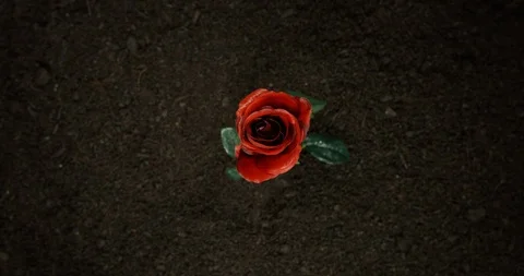 4K Time Lapse Of A Amazing Red Rose Growing From An Over Shot View Stock Footage 123923004
