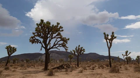 4K time lapse of approaching summer clouds in blue sky over  Joshua Trees Stock Footage 203799672