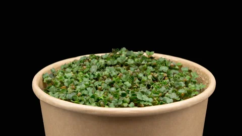 4K Time Lapse of Arugula microgreens growing Stock Footage 234131585