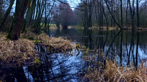 4k time lapse with autumnal wild river in forest. Vídeos de archivo 155354492