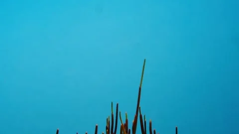 4K Time Lapse of barley grass growing. Time-lapse of growing green grass Stock Footage 247128699