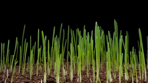 4K Time Lapse of barley growing Vidéo 122938245