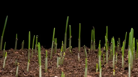 4K Time Lapse of barley growing Stock Footage 129422593