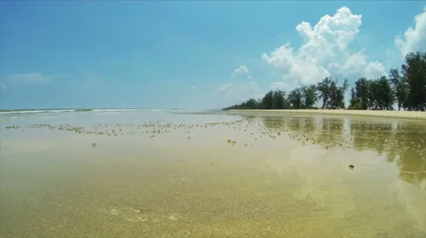 4K Time lapse of beach with small crabs. Stock Footage 44615299