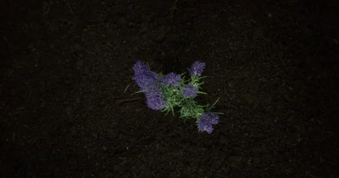 4K Time Lapse Of A Beautiful Lavender Plant Growing From An Over Shot View Stock Footage 123924045