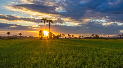 4K Time Lapse Beautiful Sunset On Rice Farm And Colorful Clouds Moving In Sky Stock Footage 57103641