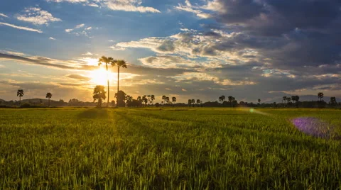 4K Time Lapse Beautiful Sunset On Rice Farm And Colorful Clouds Moving In Sky Stock Footage 57103848