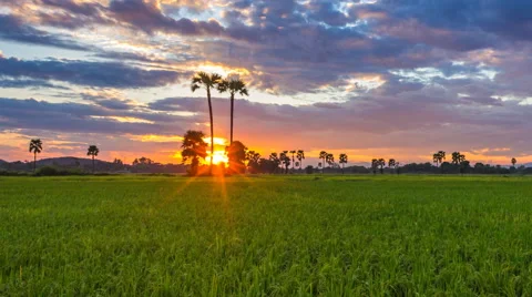 4K Time Lapse Beautiful Sunset On Rice Farm And Colorful Clouds Moving In Sky Stock Footage 57103929