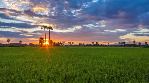 4K Time Lapse Beautiful Sunset On Rice Farm And Colorful Clouds Moving In Sky Stock Footage 57105100