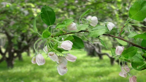 4K Time Lapse of blooming Apple flowers against the backdrop of a blooming apple Stock Footage 243109229