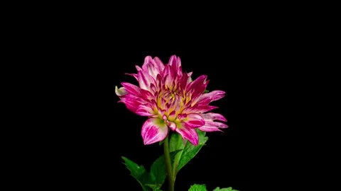 4K Time lapse of blooming Flower pest infested. Insects crawl on a big flower Stock Footage 240622679